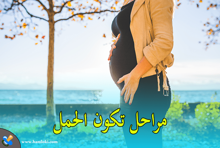 متى يبان الحمل بعد التبويض بكم يوم ؟ تعرفي على مراحل الحمل بالاضافة الى افضل ايام التبويض بعد الدورة ، و كذلك بعض طرق زيادة فرص حدوث الحمل